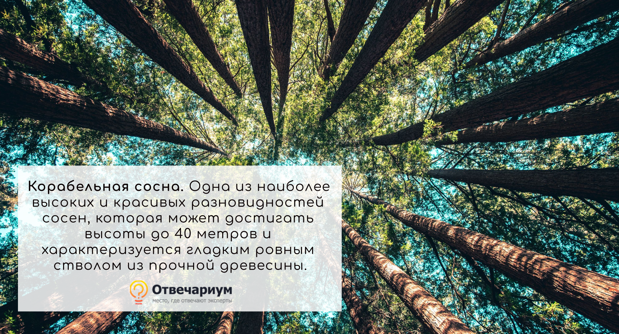 Корабельная сосна по праву считается одной из самых приспособленных для кораблестроения.