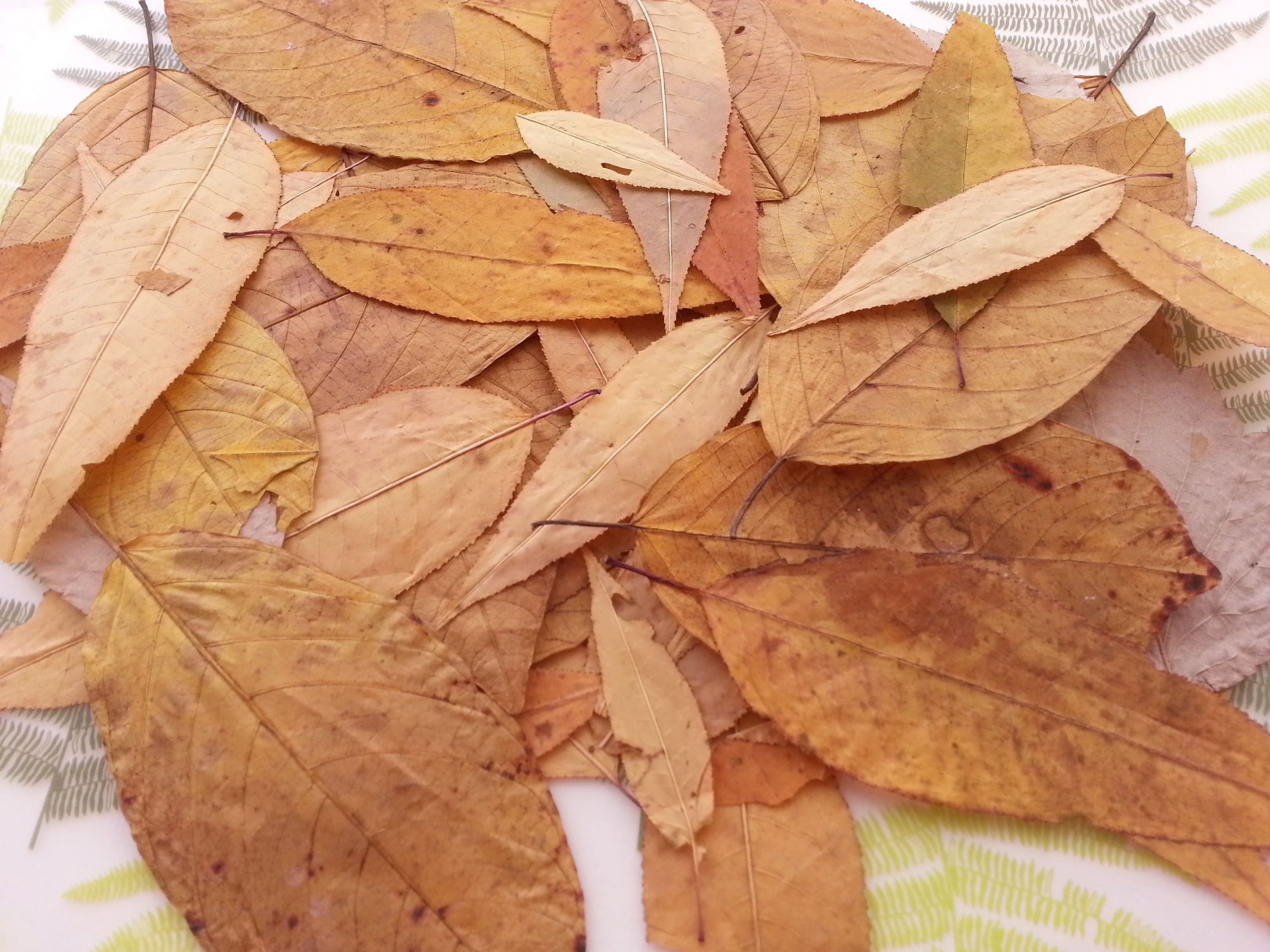Засушенная опавшая листва, как элемент декора или часть какой-то композиции.
