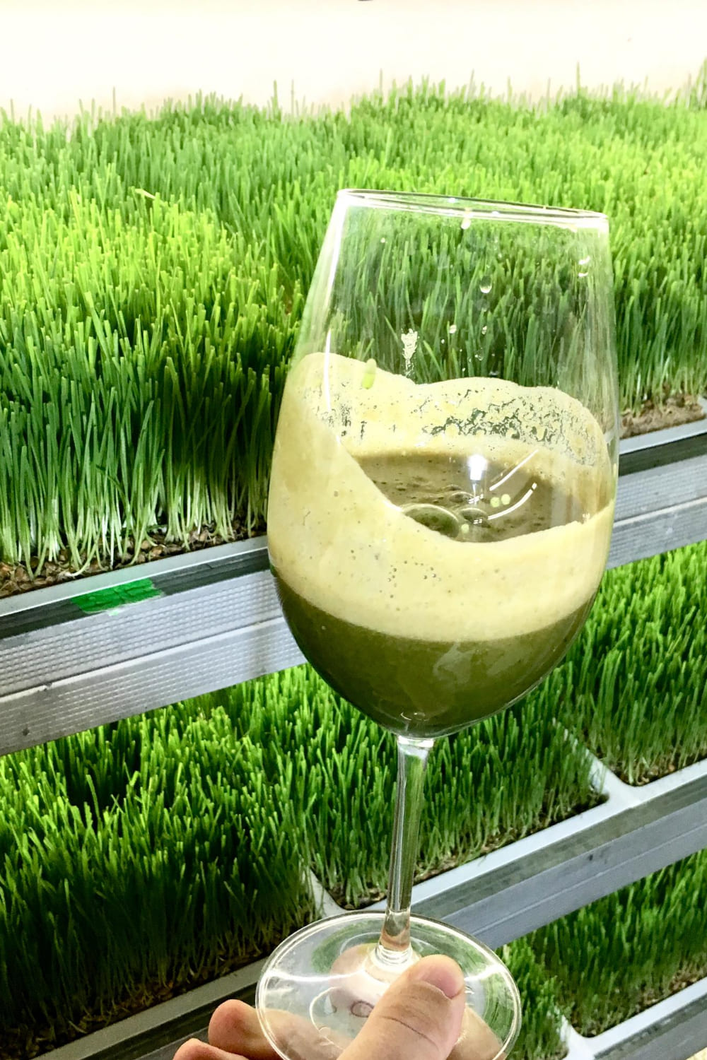Стеклянный бокал с витграссом на фоне стеллажа с растущей пшеницей.